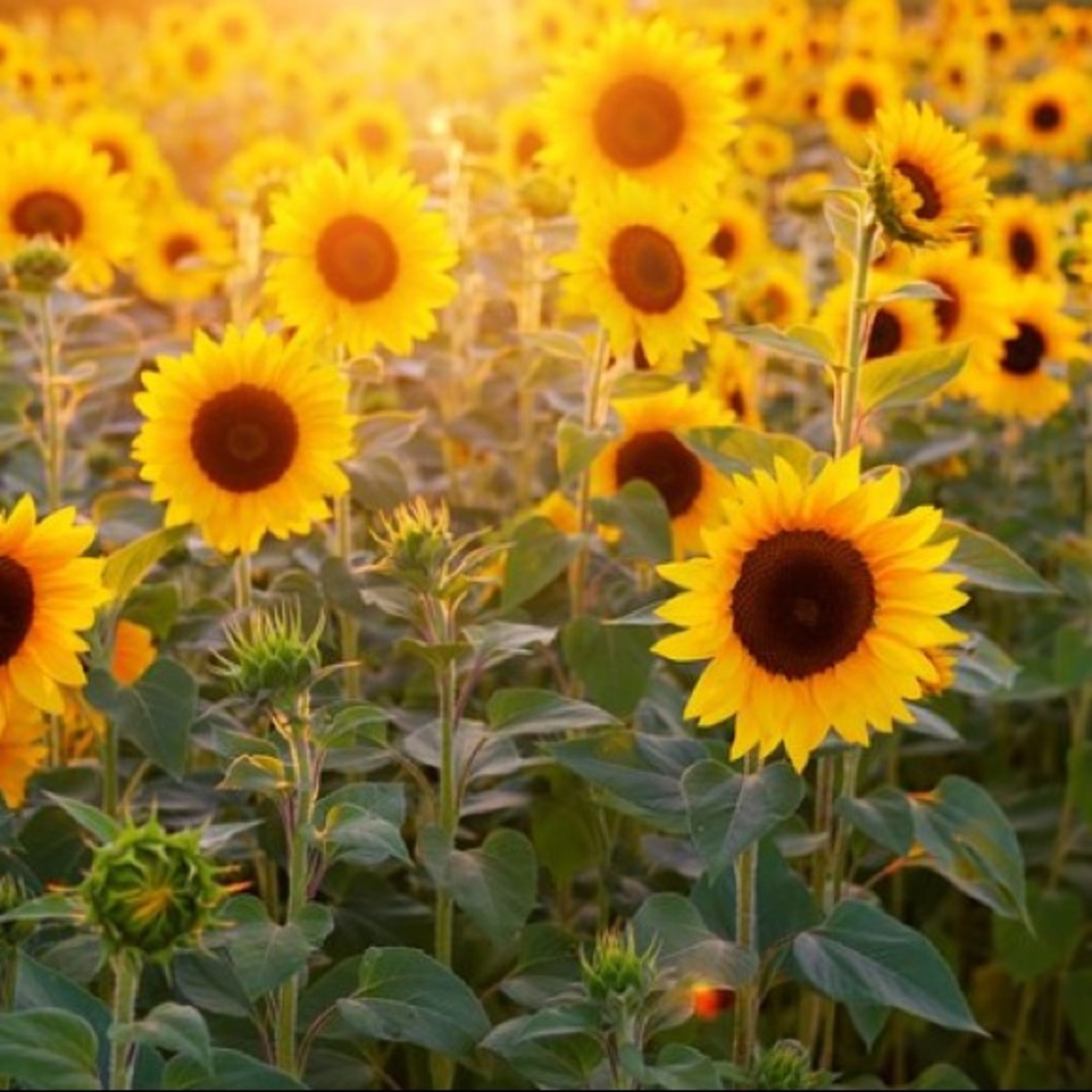 Meet your Posher, Lindsay